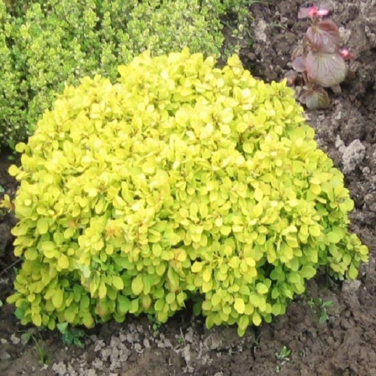 Berberys Thunberga Goldalita interface.image 1 interface.art 9556