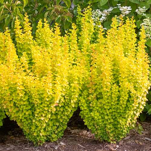 Berberys Thunberga Golden Dream interface.image 1 interface.art 4406