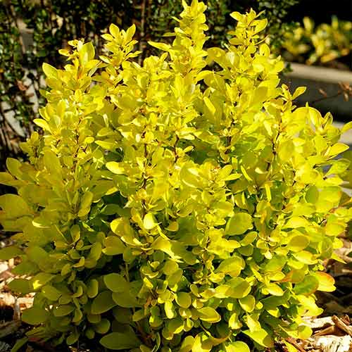 Berberys Thunberga Golden Horizon interface.image 1 interface.art 4407