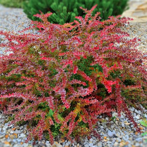 Berberys Thunberga Golden Ring, P9 interface.image 1 interface.art 9003