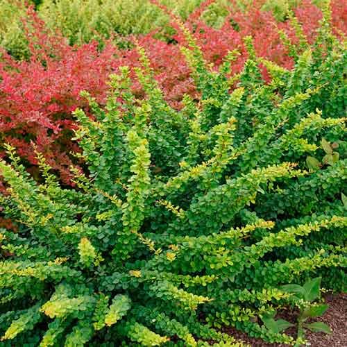 Berberys Thunberga Green Ornament interface.image 1 interface.art 4408