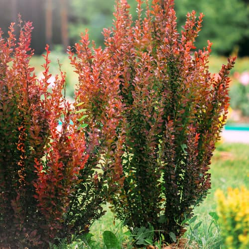 Berberys Thunberga Helmond Pillar interface.art zdjęcie 1 Berberys Thunberga Helmond Pillar interface.image 1 interface.art 9559