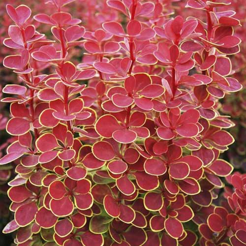 Berberys Thunberga Orange Sunrise PBR, С2 interface.image 1 interface.art 8507