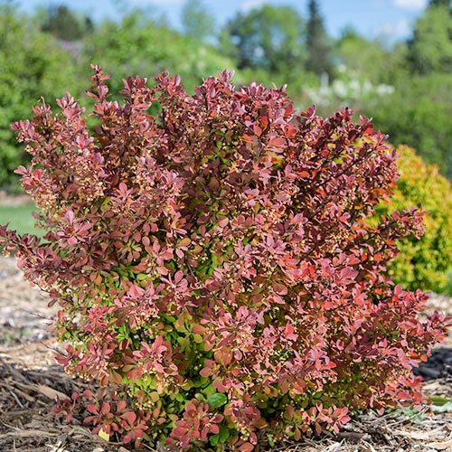 Berberys Thunberga Pink Perfection interface.image 1 interface.art 9558