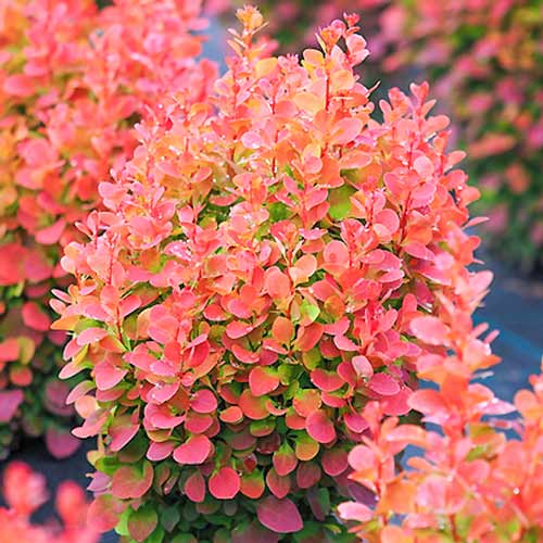 Berberys Thunberga Red Chief, P9 interface.image 1 interface.art 9002