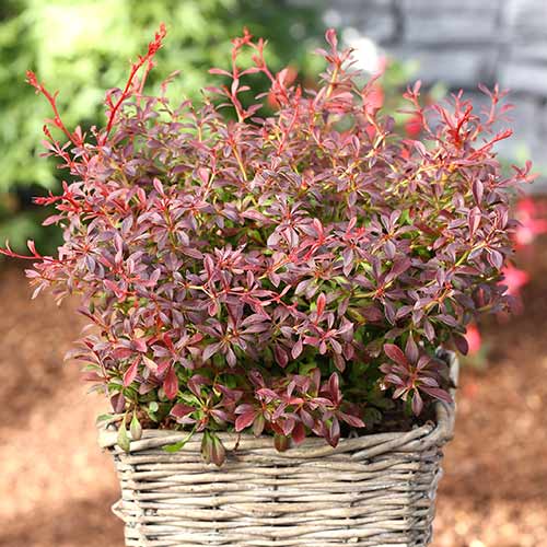 Berberys Thunberga Red Dream interface.image 1 interface.art 4410