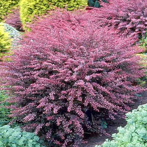 Berberys Thunberga Rose Glow interface.image 1 interface.art 4411