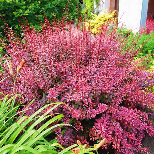 Berberys Thunberga Rosy Rocket interface.image 1 interface.art 4412