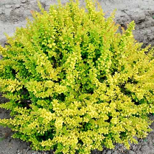 Berberys Thunberga Sunsation interface.image 1 interface.art 9120