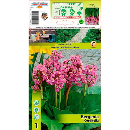 Bergenia sercowata interface.art zdjęcie 1 Bergenia sercowata interface.image 1 interface.art 76193