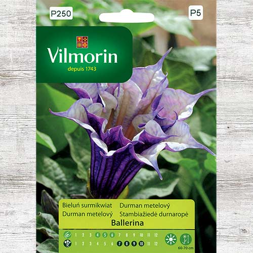 Bieluń surmikwiat (Datura) Ballerina interface.image 1 interface.art 86627