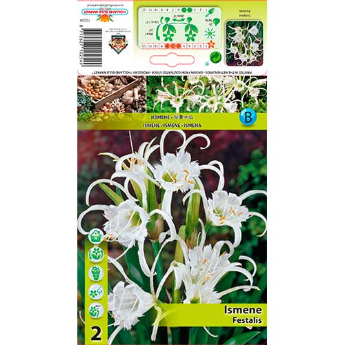 Błonczatka (Ismene) Festalis interface.image 1 interface.art 76294