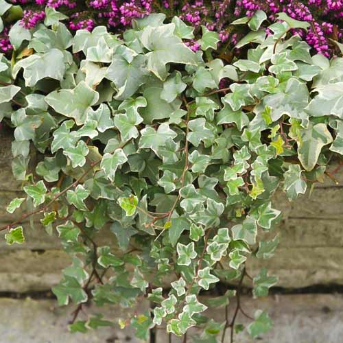 Hedera helix Bialystok, С2 interface.image 1 interface.art 8217