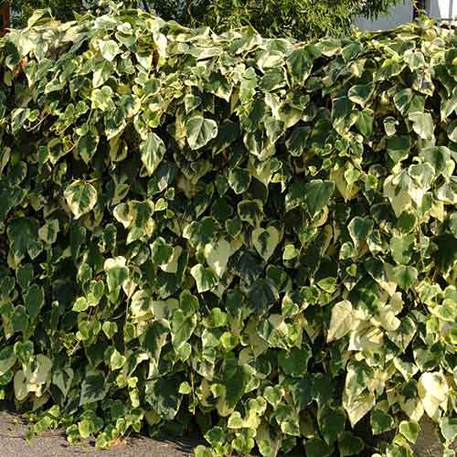 Bluszcz Gloire de Marengo interface.image 1 interface.art 4774