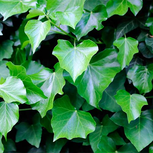 Bluszcz Greenheart interface.image 1 interface.art 9084