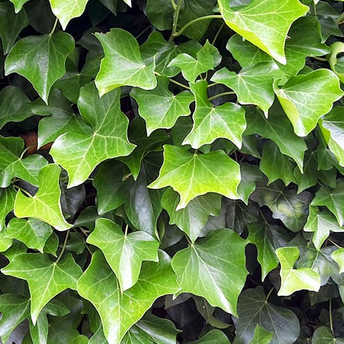 Bluszcz irlandzki, P9 interface.image 1 interface.art 9081