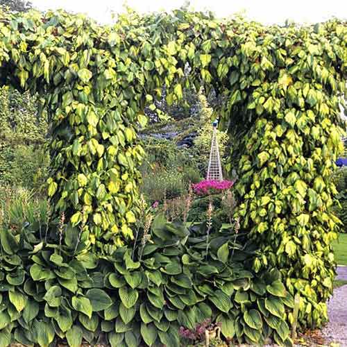 Bluszcz kolchidzki Sulphur Heart interface.art zdjęcie 1 Bluszcz kolchidzki Sulphur Heart interface.image 1 interface.art 4775