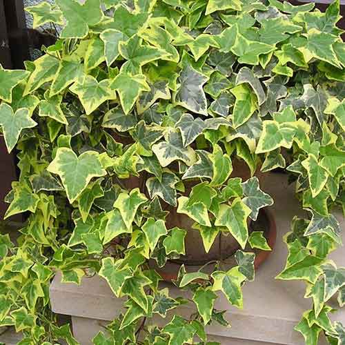 Bluszcz pospolity Ester interface.image 1 interface.art 4777