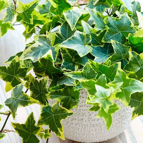 Bluszcz pospolity Golden Child interface.image 1 interface.art 4778