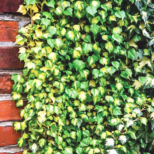 Bluszcz pospolity Goldheart interface.image 1 interface.art 9083