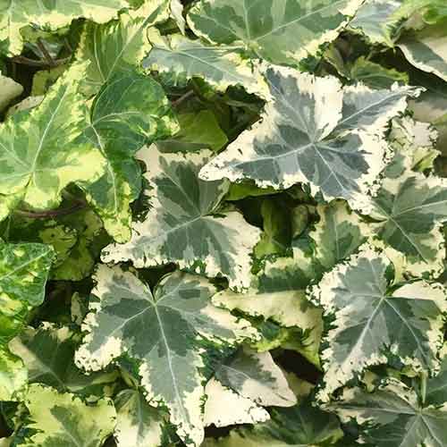 Bluszcz pospolity Kolibri interface.image 1 interface.art 4781