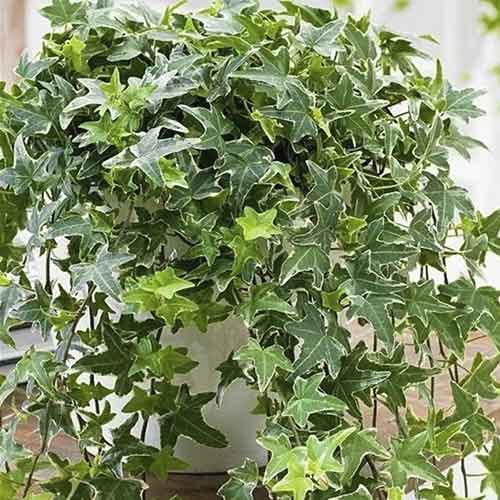 Bluszcz pospolity Mona Lisa interface.image 1 interface.art 4782