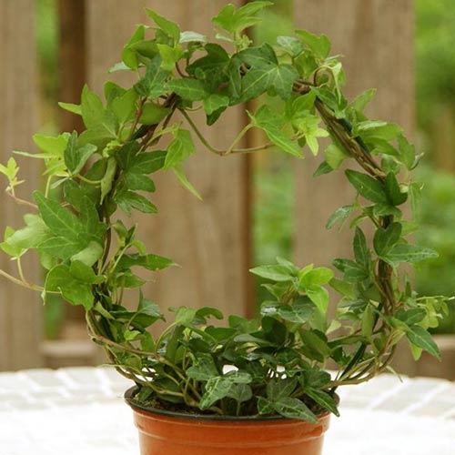 Bluszcz pospolity interface.image 1 interface.art 2339