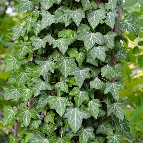 Bluszcz (Hedera) Thorndale interface.image 1 interface.art 5659