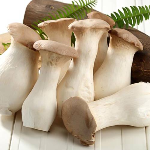 Boczniak Mikołajkowy (Eryngii) interface.image 3 interface.art 9731