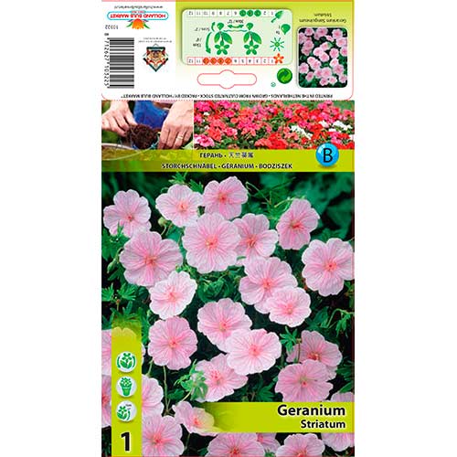 Bodziszek Striatum interface.image 1 interface.art 76584