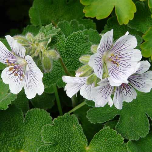 Bodziszek Renarda (Geranium) interface.image 1 interface.art 01330
