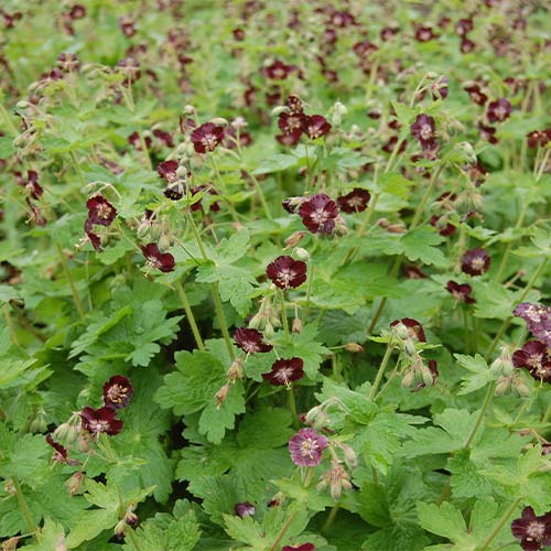 Bodziszek żałobny varosea Lividum (Geranium) interface.image 1 interface.art 01334