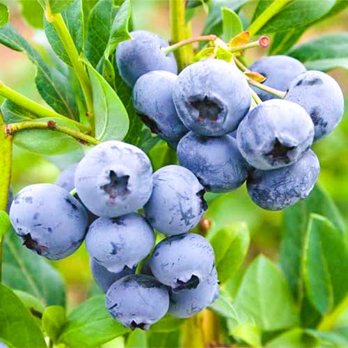 Borówka amerykańska Blue Berry interface.art zdjęcie 1 Borówka amerykańska Blue Berry interface.image 1 interface.art 9213