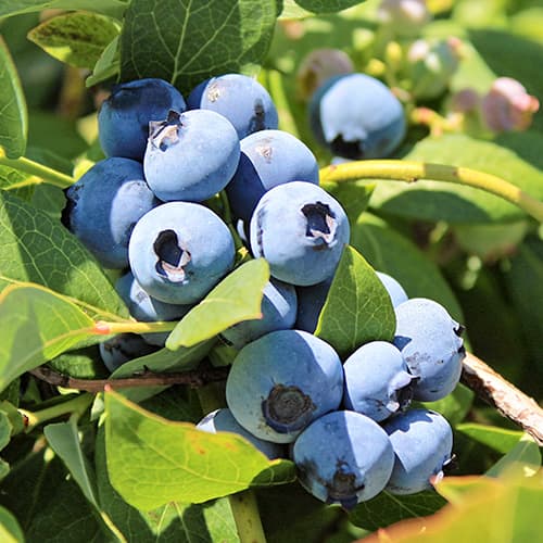 Borówka amerykańska Bluegold, P9 interface.image 1 interface.art 9323