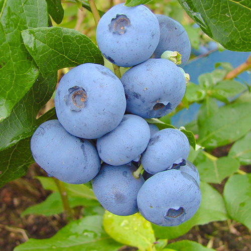 Borówka amerykańska Bonus interface.image 1 interface.art 9325