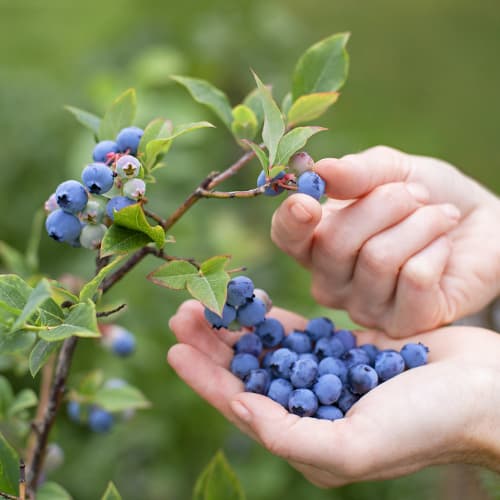 Borówka amerykańska Brigitta, P9 interface.image 1 interface.art 9292