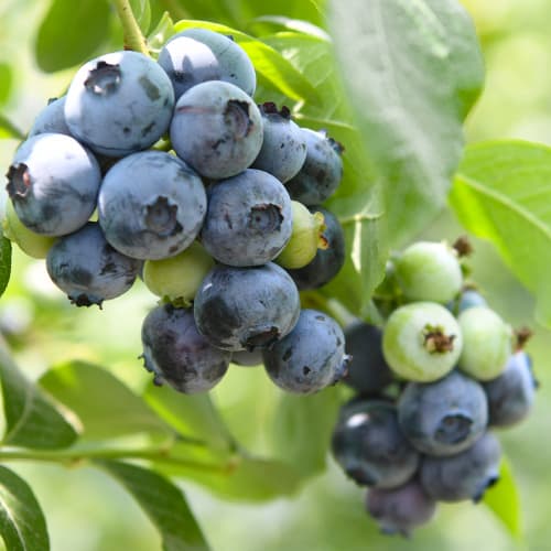 Borówka amerykańska Chandler, P9 interface.image 1 interface.art 9299