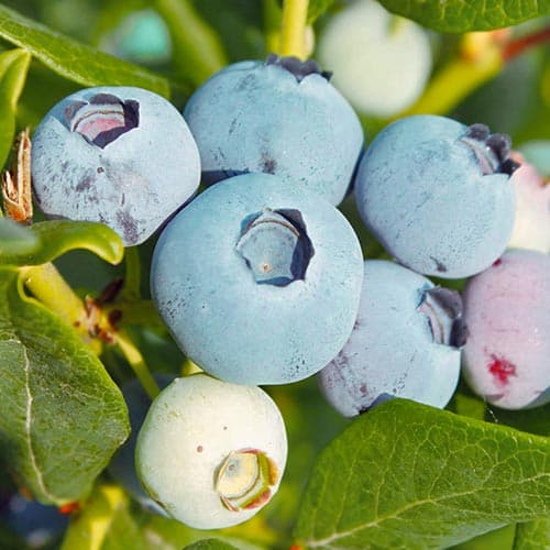 Borówka amerykańska Chanticleer interface.image 1 interface.art 4689