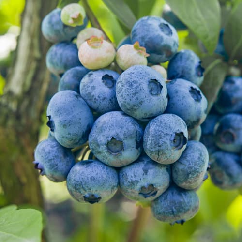 Borówka amerykańska Colibri, P9 interface.image 1 interface.art 1579