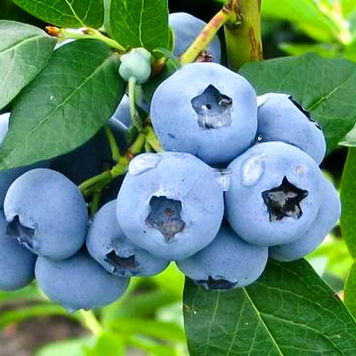 Borówka amerykańska Collins interface.image 1 interface.art 9294