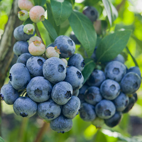 Borówka amerykańska Darrow interface.image 1 interface.art 9293