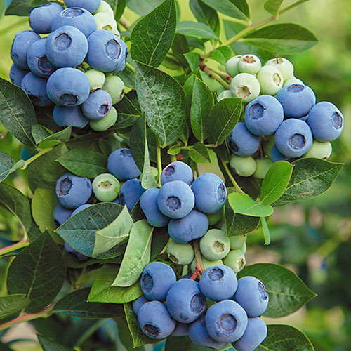 Borówka amerykańska Denis Blue interface.image 1 interface.art 9220