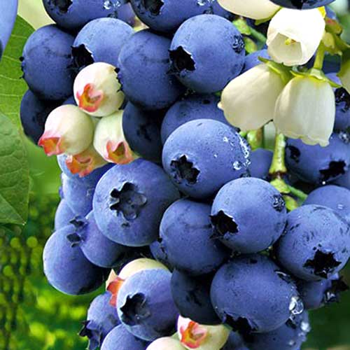 Borówka amerykańska Double interface.image 1 interface.art 9214