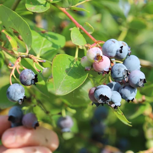 Borówka amerykańska Duke, P9 interface.image 1 interface.art 9216