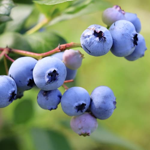 Borówka amerykańska Early Blue, P9 interface.image 1 interface.art 9301