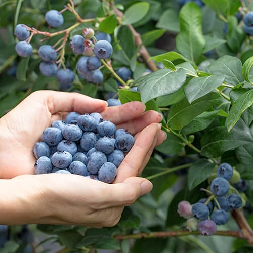 Borówka amerykańska Eliot, P9 interface.image 1 interface.art 9327