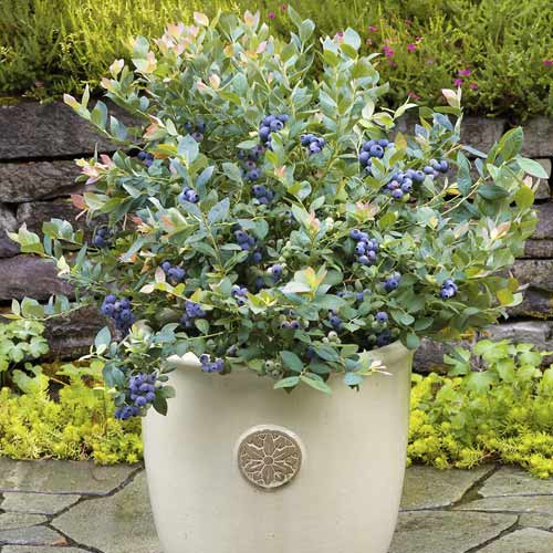 Borówka amerykańska Goldtraube, С6 interface.art zdjęcie 1 Borówka amerykańska Goldtraube, С6 interface.image 1 interface.art 7715