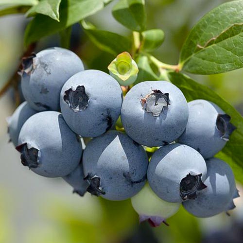 Borówka amerykańska Hannah's Choice interface.art zdjęcie 1 Borówka amerykańska Hannah's Choice interface.image 1 interface.art 4690