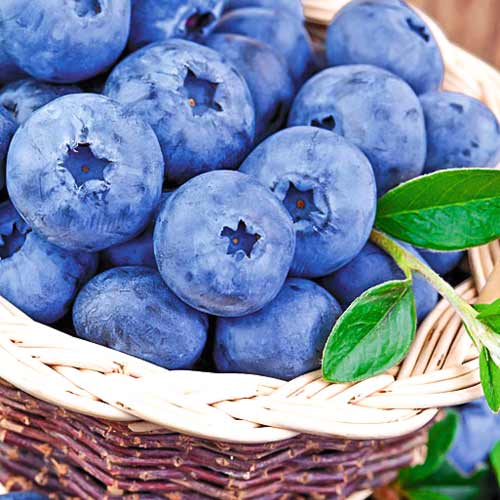 Borówka amerykańska Lateblue interface.image 1 interface.art 9217