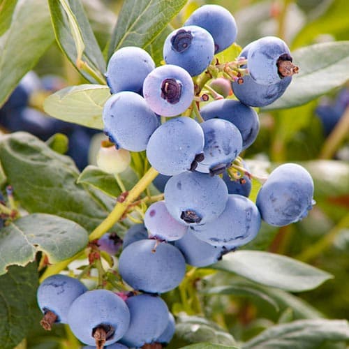 Borówka amerykańska Meader interface.art zdjęcie 1 Borówka amerykańska Meader interface.image 1 interface.art 4691